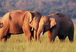 Face To Face Collection: Indian / Asian Elephant Corbett National Park, Indian