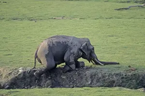 Indian / Asian Elephant diging the ground, Corbett National Park, India