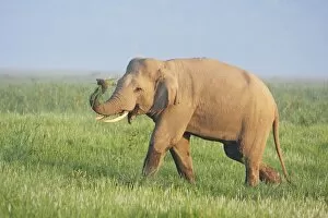 Indian / Asian Elephant displaying the grass