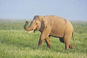 Images Dated 11th June 2008: Indian / Asian Elephant displaying the grass
