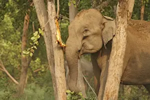Corbett Np Prints: Indian / Asian Elephant - eating Sal bark Corbett National Park, Uttaranchal, India