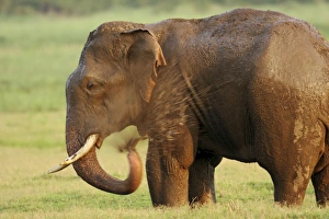 Images Dated 10th June 2008: Indian / Asian Elephant enjoying the bath