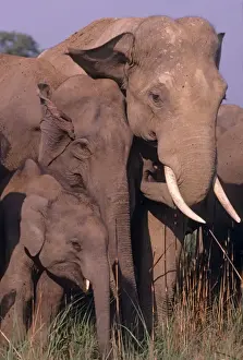 Indian / Asian Elephant family, Corbett National Park, India