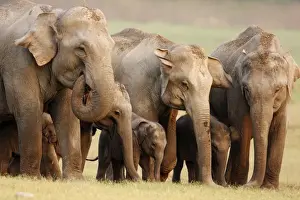 Indian / Asian Elephant family, Corbett National Park, India