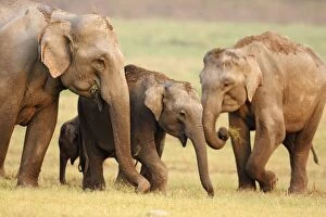 Images Dated 14th May 2008: Indian / Asian Elephant family