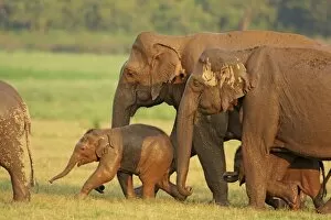 Images Dated 10th June 2008: Indian / Asian Elephant family coming out of waterhole, Corbett National Park, India