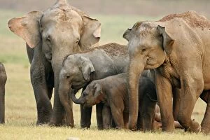 Images Dated 14th May 2008: Indian / Asian Elephant family, Corbett National Park, India