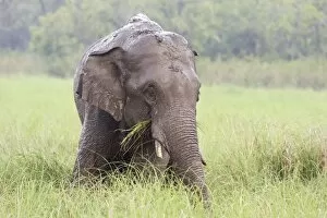 Indian / Asian Elephant feeding