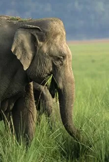 Indian / Asian Elephant - feeding - with grass in mouth
