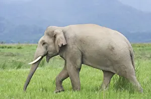 Indian / Asian Elephant in the grassland, Corbett National Park, India
