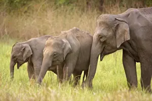 Indian / Asian Elephant in the grassland - Corbett National Park - India