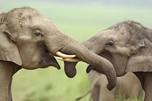 Indian / Asian Elephant - two greeting each other