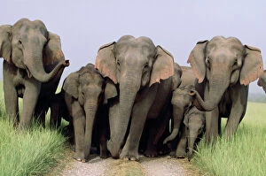 Indian / Asian ELEPHANT - Group on jungle track