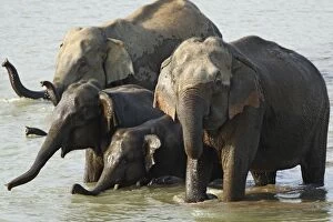 Images Dated 17th May 2007: Indian / Asian Elephant - group in water Corbett National Park, Uttaranchal, India