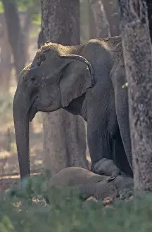 Indian / Asian Elephant guarding the sleeping calves, Corbett National Park, India