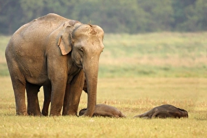 Images Dated 14th May 2008: Indian / Asian Elephant guarding the sleeping calves