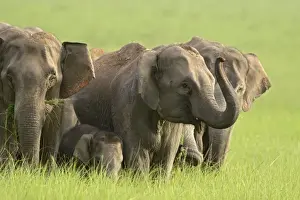 Corbett Np Prints: Indian / Asian Elephant - herd. Corbett National Park - Uttaranchal - India