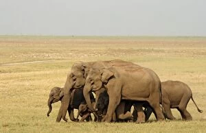 Indian / Asian Elephant herd on the move