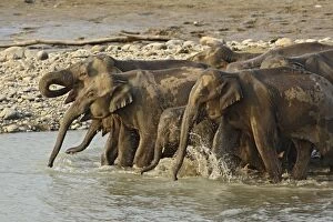 Indian / Asian Elephant - herd drinking at water