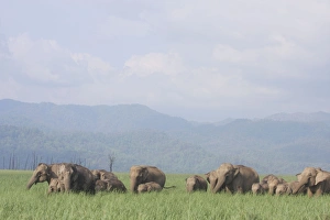 Images Dated 10th June 2008: Indian / Asian Elephant herd in the open country