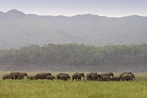 Images Dated 16th May 2007: Indian / Asian Elephant - herd walking. Corbett National Park - Uttaranchal - India