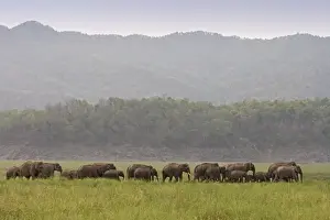 Leadership Prints: Indian / Asian Elephant - herd walking. Corbett National Park - Uttaranchal - India