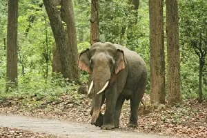 Indian / Asian Elephant on the jungle road