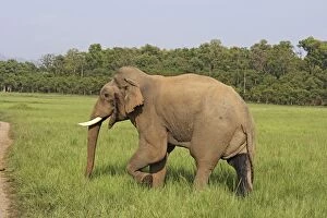 Images Dated 17th May 2007: Indian / Asian Elephant - male in musth Corbett National Park, Uttaranchal, India