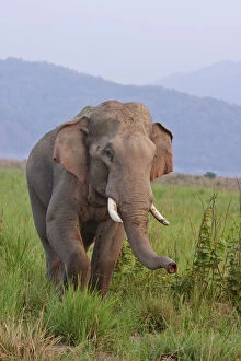 Species Gallery: Indian Asian Elephant, male, in the savannah, Corbett