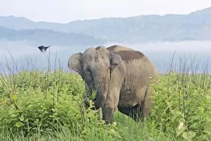 Images Dated 12th June 2008: Indian / Asian Elephant in the misty morning