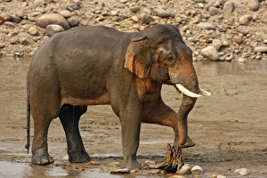 Images Dated 16th May 2008: Indian / Asian Elephant performing pedicure