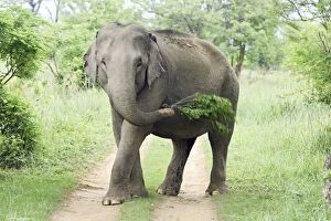 Images Dated 11th June 2008: Indian / Asian Elephant at play