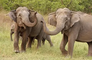 Indian / Asian Elephant at play, Corbett National Park, India