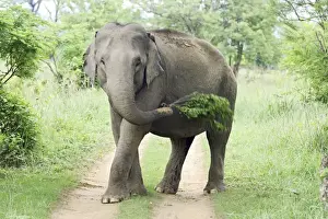Indian / Asian Elephant at play, Corbett National Park, India