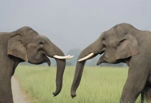 Indian / Asian ELEPHANT - play fighting