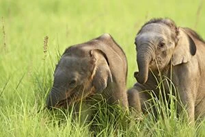 Indian / Asian Elephant playing - two calves playing
