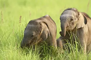 Corbett Np Prints: Indian / Asian Elephant playing - two calves playing Corbett National Park