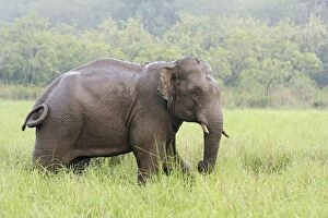 Images Dated 8th June 2008: Indian / Asian Elephant after the rain, Corbett National Park, India