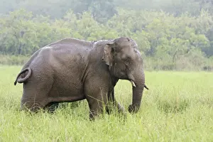 Indian / Asian Elephant after the rain, Corbett National Park, India