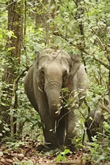 Images Dated 11th June 2008: Indian / Asian Elephant in the Sal forest