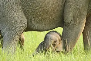 Corbett Np Prints: Indian / Asian Elephant - sheltering in the shadow of it's mother Corbett National Park