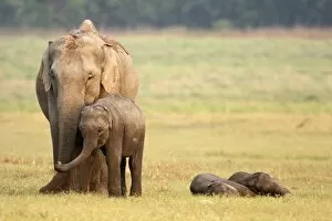 Indian / Asian Elephant & sleeping calves