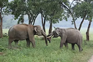 Corbett Np Prints: Indian / Asian Elephant - two sparring. Corbett National Park - Uttaranchal - India