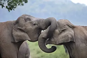 Indian / Asian Elephant - two sparring. Corbett National Park - Uttaranchal - India