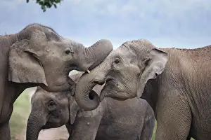 Indian / Asian Elephant - two sparring. Corbett National Park - Uttaranchal - India