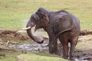 Indian / Asian Elephant - splashing water at the waterhole Corbett National Park, India