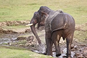 Indian / Asian Elephant spraying water at the waterhole