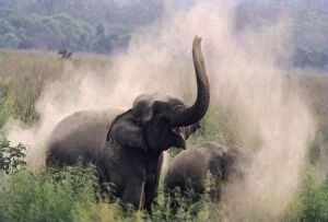 Indian / Asian Elephant taking dust-bath at dawn