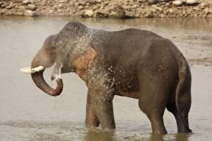 Images Dated 16th May 2008: Indian / Asian Elephant taking showers in the river Ramganga
