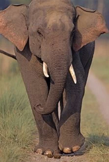 Indian / Asian Elephant taking a stroll